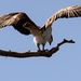 Osprey Spreading It's Wings! by rickster549