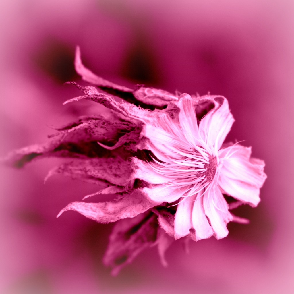 Nature - Pink 1 by genealogygenie