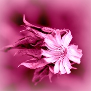 1st Mar 2020 - Nature - Pink 1