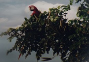 2nd Mar 2020 - Scarlet Macaw