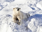 2nd Mar 2020 - Polar Bear at Ranua Zoo