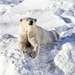 Polar Bear at Ranua Zoo by darrenboyj
