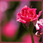 1st Mar 2020 - pink rosebud