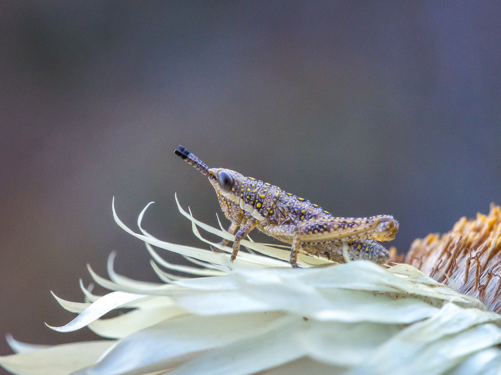 Grasshopper by gosia
