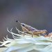 Grasshopper by gosia