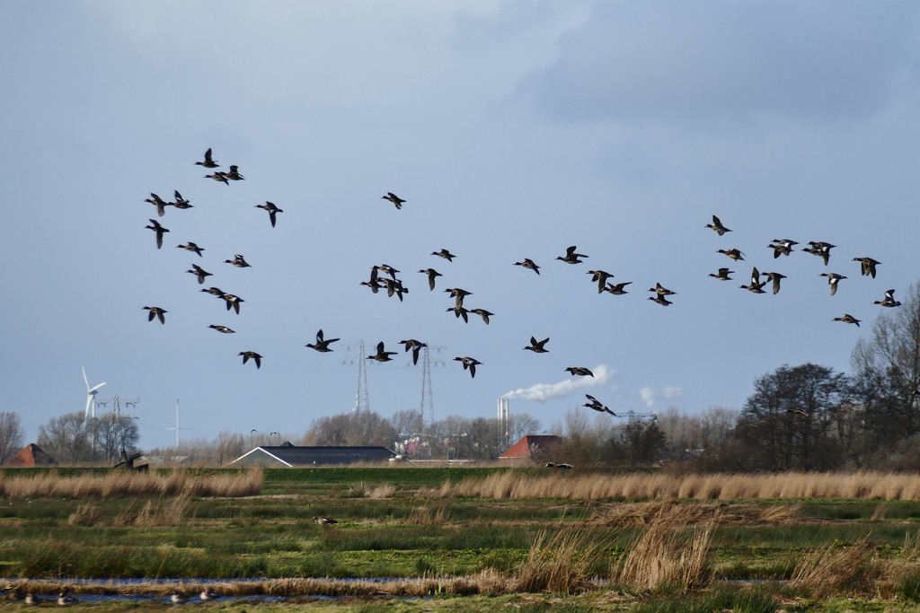 Birds in Schaalsmeerpolder, Holland by marijbar