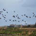 Birds in Schaalsmeerpolder, Holland by marijbar
