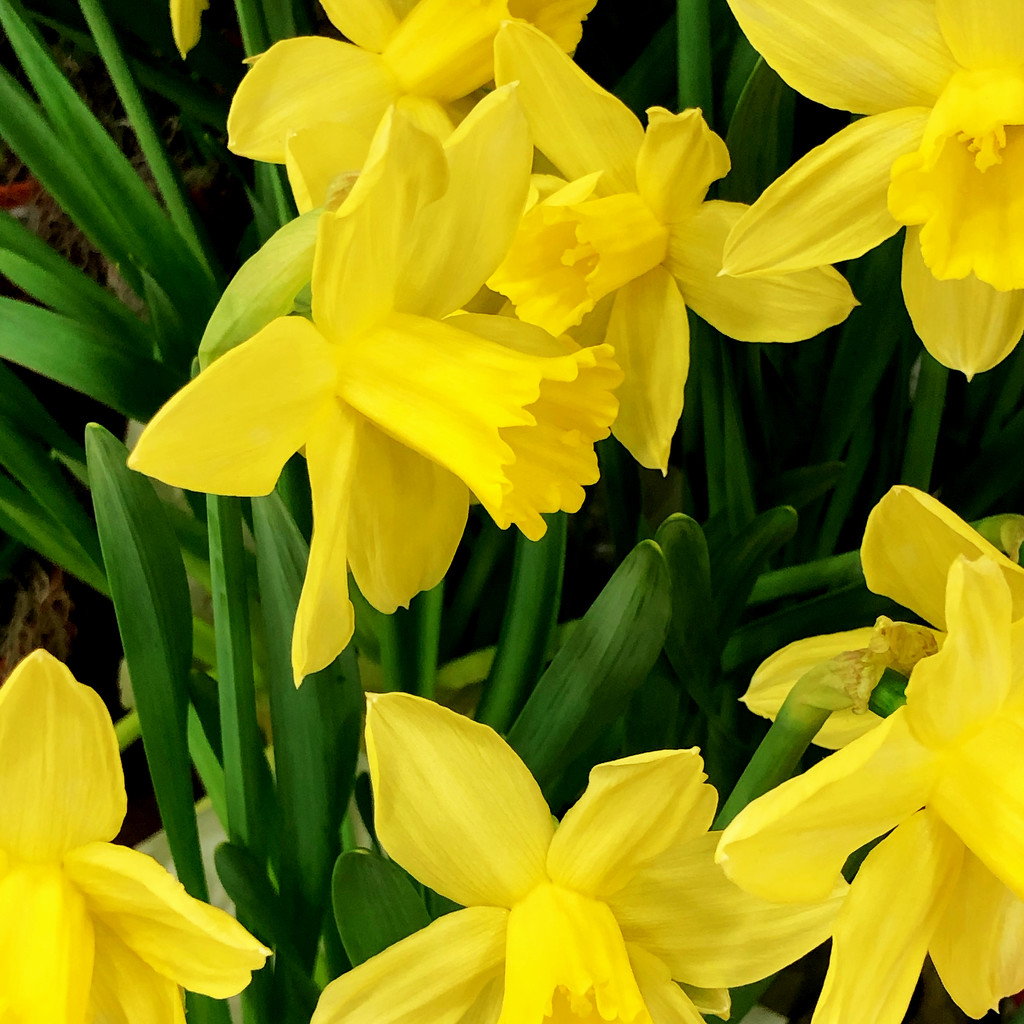Yellow Daffodils For Spring by yogiw