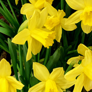 4th Mar 2020 - Yellow Daffodils For Spring