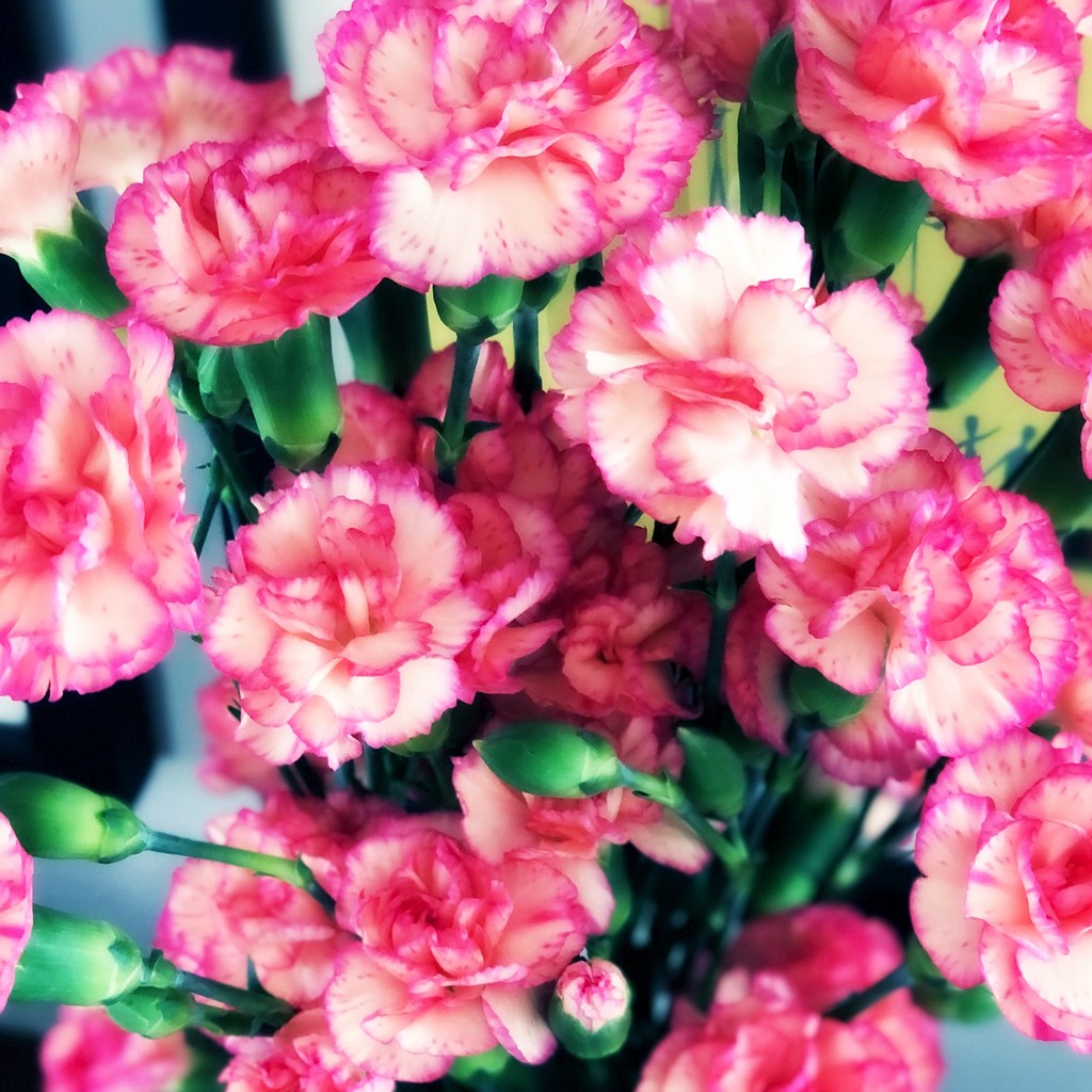 The Prettiest Pink Flowers by yogiw