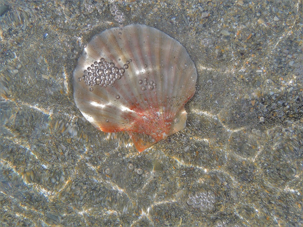 Pearl scallop ? by etienne