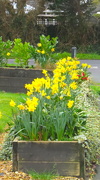 2nd Mar 2020 - A Host Of Golden Daffodils