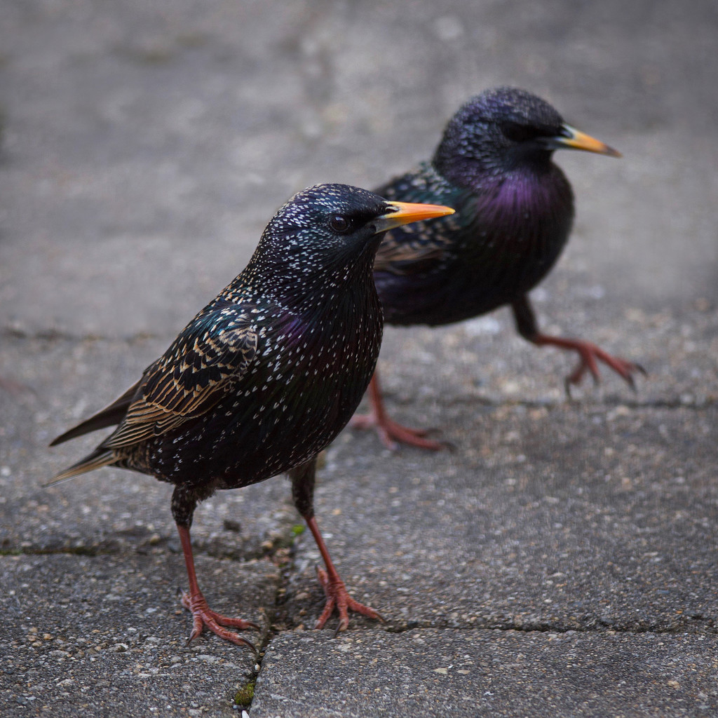 Starling steppers by berelaxed