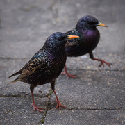 2nd Mar 2020 - Starling steppers