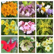 2nd Mar 2020 -  First Day of Spring Garden Collage 2