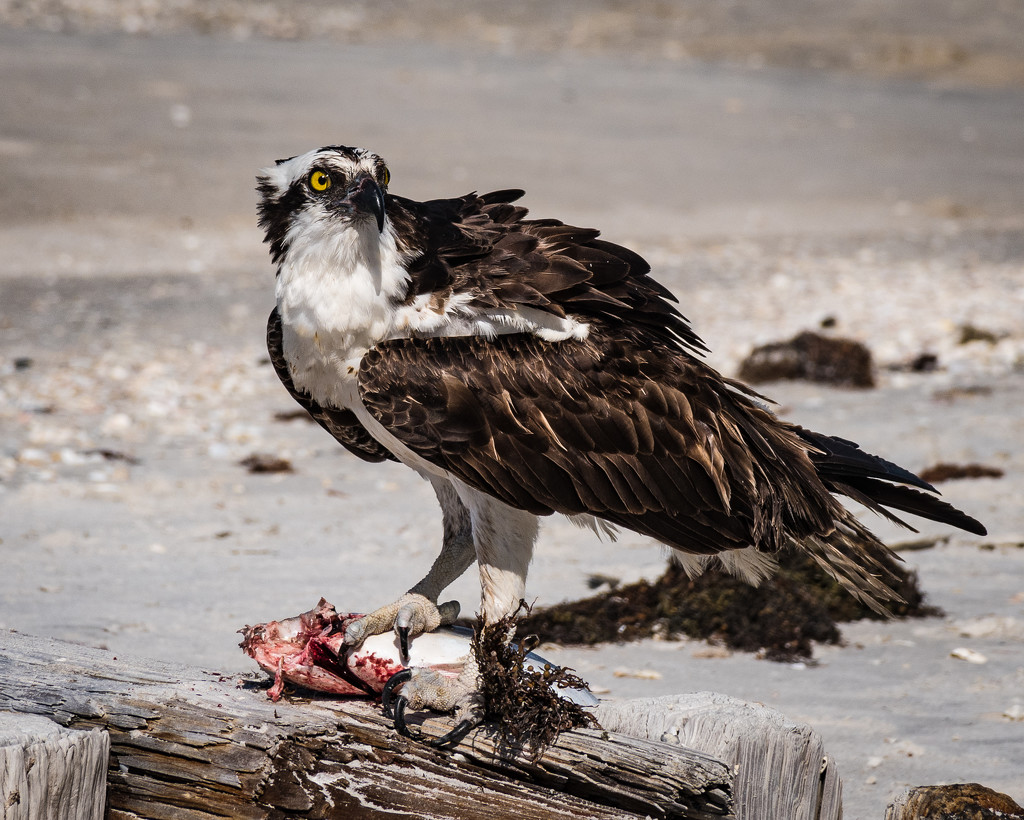 Osprey with Fresh Kill by mgmurray