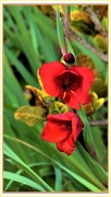 3rd Mar 2020 - Red Gladioli Flowers ~    