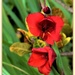 Red Gladioli Flowers ~     by happysnaps