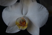 2nd Mar 2020 - Orchid