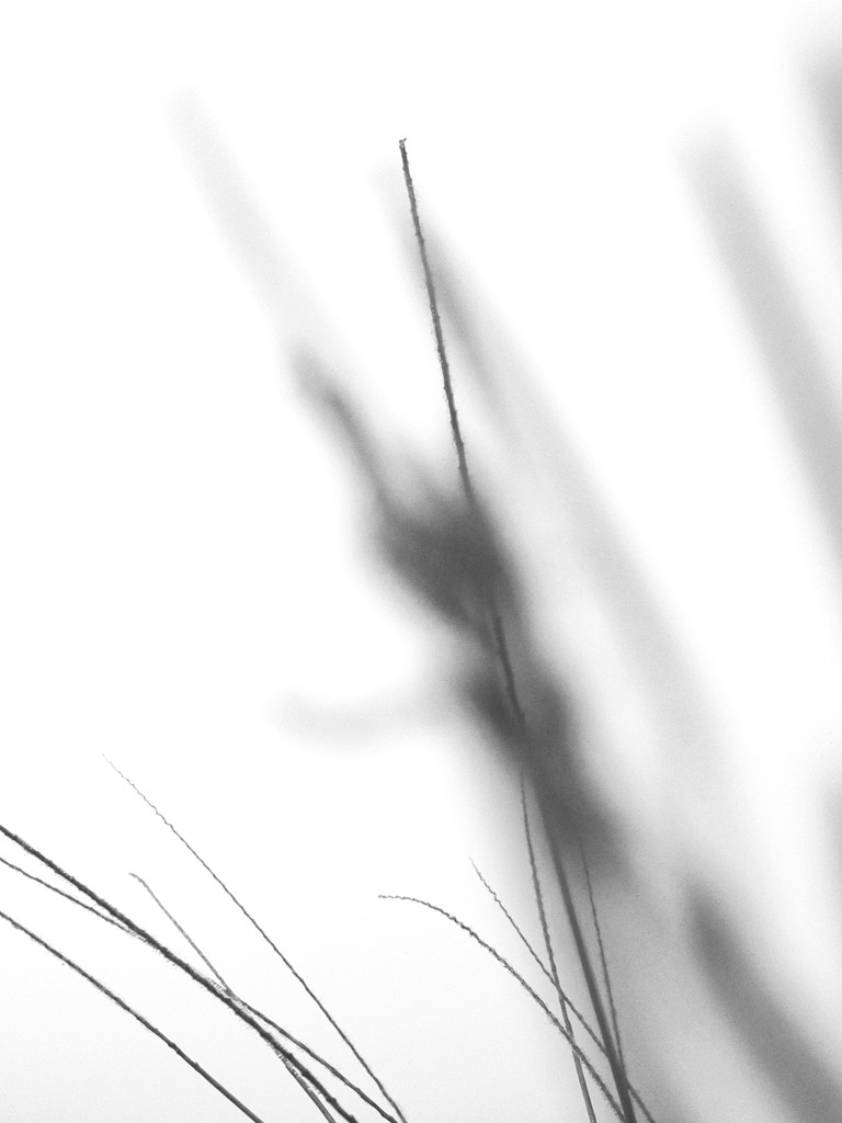 Black & White - grasses by granagringa