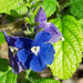 Blue Porterweed by larrysphotos