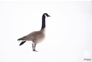 2nd Mar 2020 - Canada Goose
