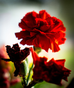 2nd Mar 2020 - Red Carnations
