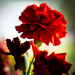 Red Carnations by randystreat