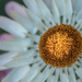 Another daisy flower by gosia