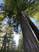 2nd Mar 2020 - Redwoods in Cazadero, California