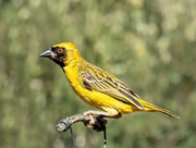 3rd Mar 2020 - Masked Weaver