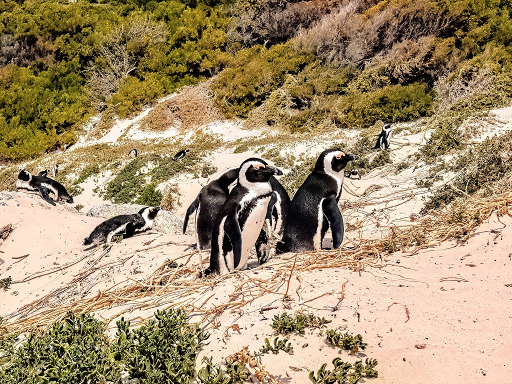 Boulders Penguin colony by ludwigsdiana