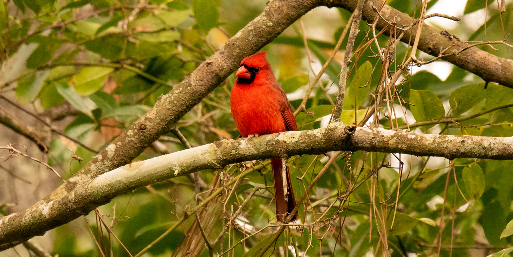 Mr Cardinal Making a Lot of Noise! by rickster549
