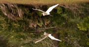 2nd Mar 2020 - Egret and Reflection!