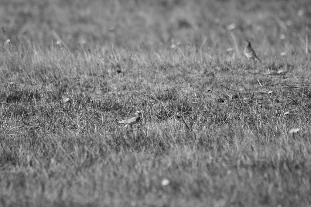 grass bird by wenbow