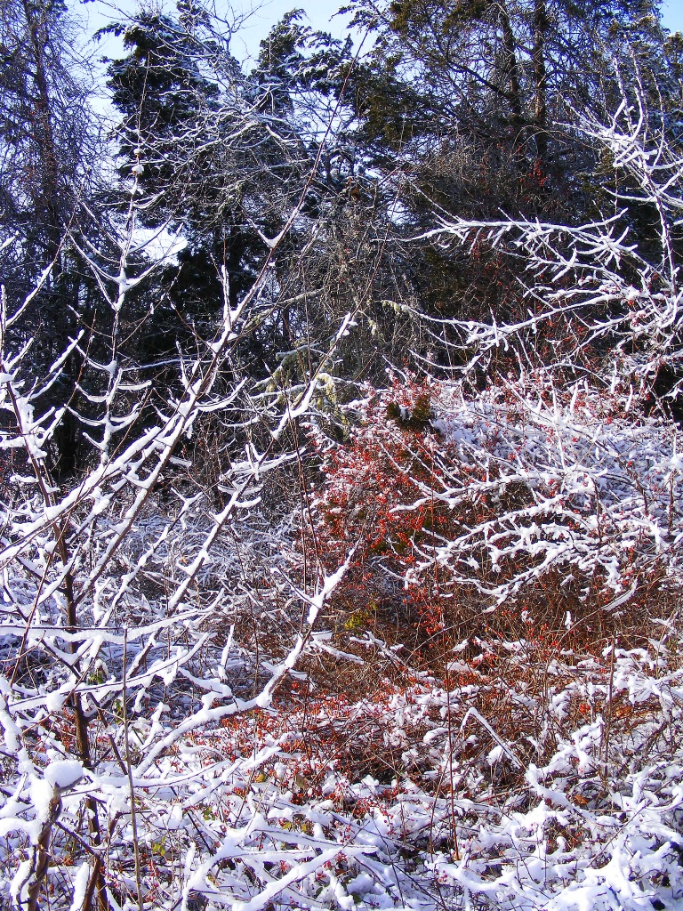 Snowy Branches and Red Berries by lauriehiggins