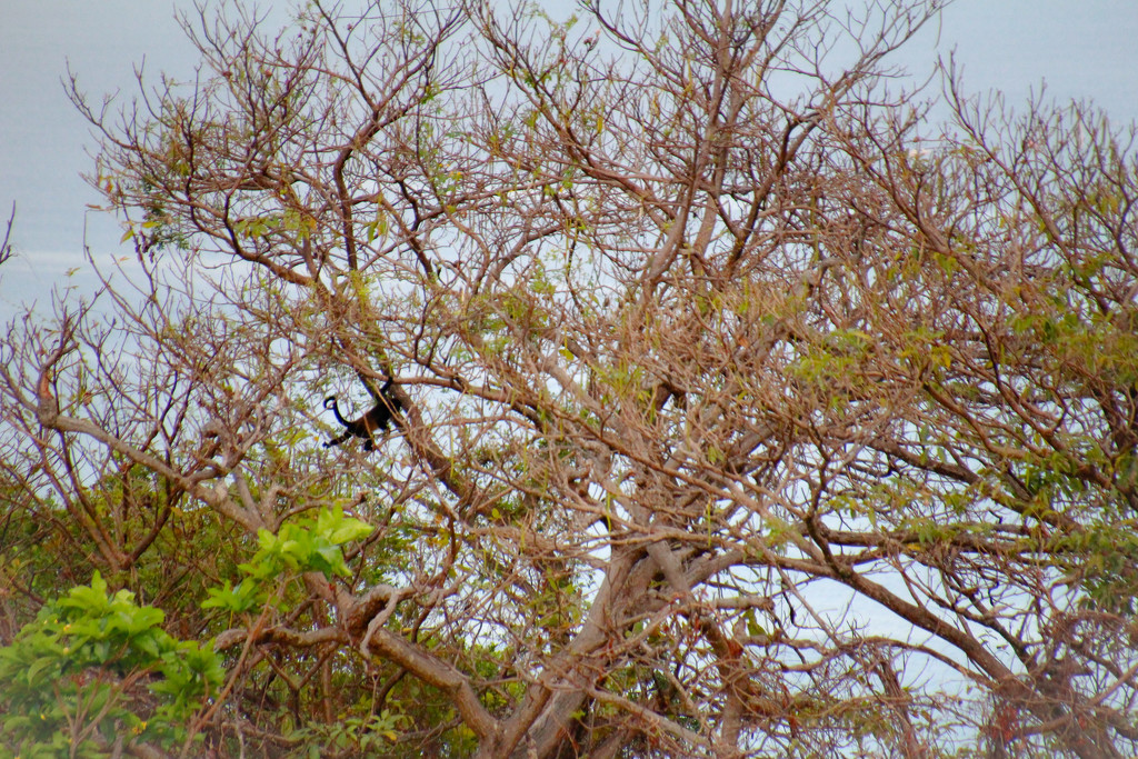 Spot the Howler Monkey? by mzzhope