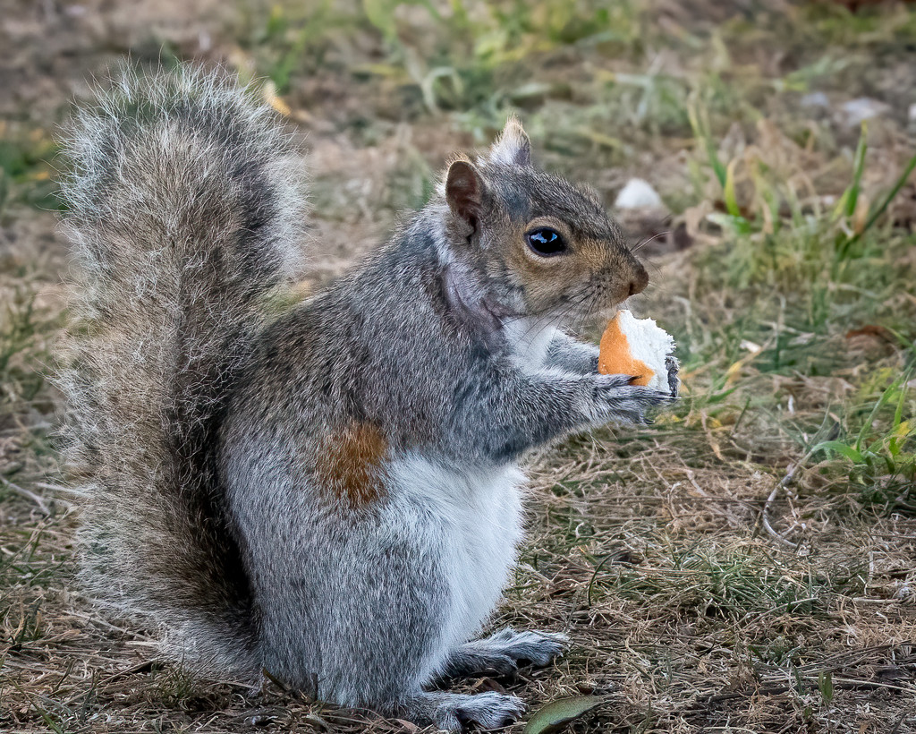 Scruffy Squirrel  by nicoleweg