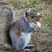 Scruffy Squirrel  by nicoleweg