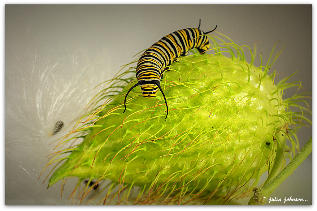 Monarch Caterpillar and Seed pod... by julzmaioro