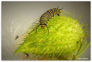 3rd Mar 2020 - Monarch Caterpillar and Seed pod...
