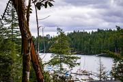 1st Mar 2020 - View of Pleasant Harbor and a madrona tree