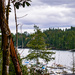 View of Pleasant Harbor and a madrona tree by theredcamera