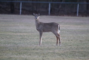 1st Mar 2020 - Deer in fading light