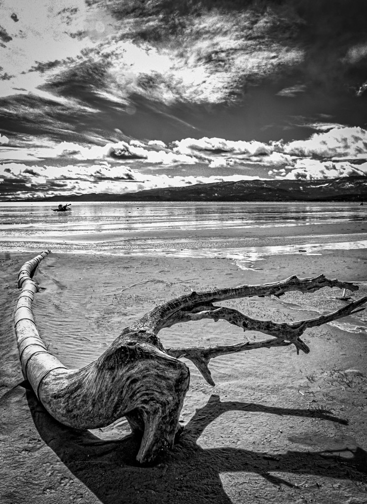 Reclining Driftwood by 365karly1