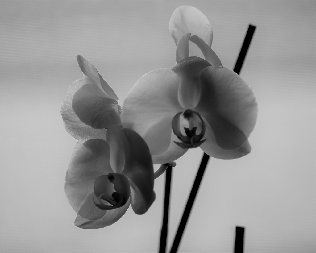 February 29: orchid by daisymiller