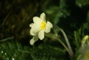 2nd Mar 2020 - Primrose