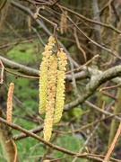 3rd Mar 2020 - Catkins