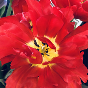 2nd Mar 2020 - Bright Red Tulips 