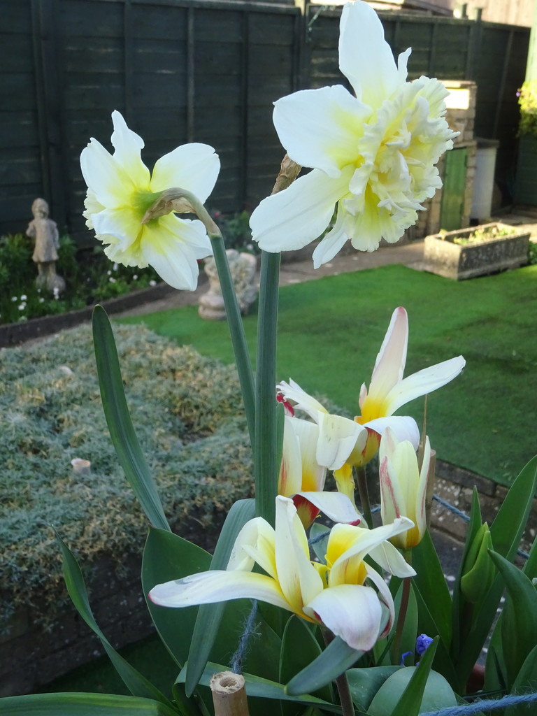 double flower daffodil by arthurclark